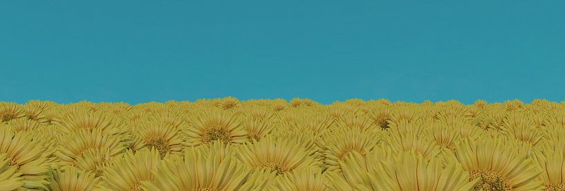 Sunflower field against blue sky by Besa Art
