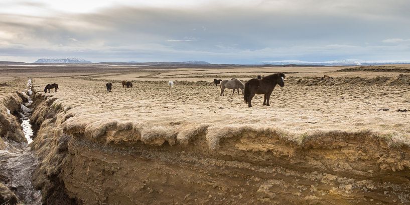 Ponies from Iceland (1) by Hans Brinkel