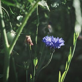 blaue Kornblume in einem Kornfeld. von Martin Köbsch
