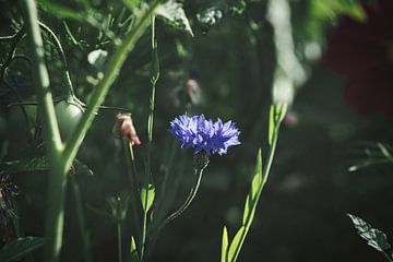 blaue Kornblume in einem Kornfeld. von Martin Köbsch