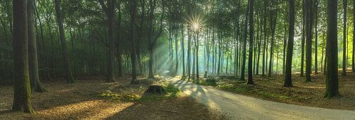 Forest path with sunlight shining through green leaves and branches