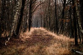 Der Weg durch den Wald Mystische Stille im Herbst
