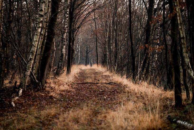 Het Pad door het Bos Mystieke Rust in de Herfst van Femke Ketelaar