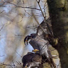 Mating of the goshawks... Pair of goshawks * Accipiter gentilis * in the branches of the trees by wunderbare Erde