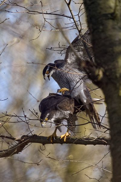 L&#039;accouplement des éperviers... Couple d&#039;éperviers * Accipiter gentilis * dans les branche par wunderbare Erde