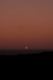 Birds and the Moon by Nicoline Rodenburg
