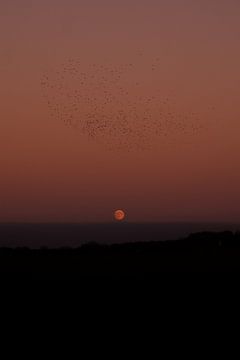 Vögel und der Mond von Nicoline Rodenburg