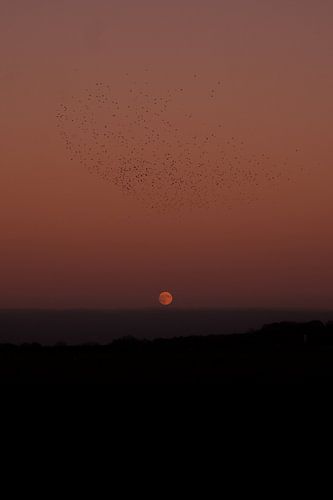 Birds and the Moon