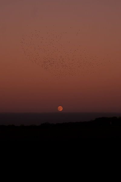 Birds and the Moon by Nicoline Rodenburg