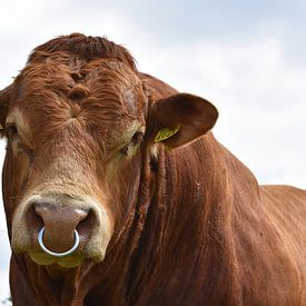 Limousin Henk sur Michiel van der Velden