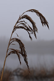 Schilfrohrfeder im Nebel von Erik Buitenhuis