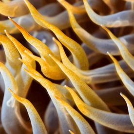 Gouden anemoonstroom van LISA DC