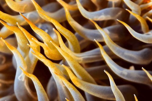 Flux d'anémones dorées