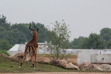 antilope by Claas-Jan Jager