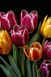 Lebendige Tulpen mit dunklem Hintergrund von Art & Soul Creations