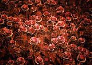 Roses - Roses roses par Jan Keteleer Aperçu
