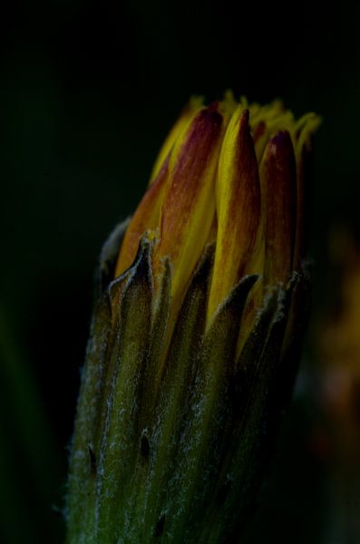 Löwenzahn in der Knospe von Johan Verbon