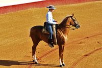 Spaanse ruiter te paard