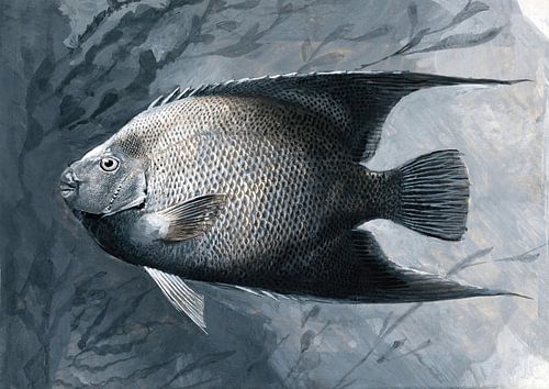 Angel fish, James Carter Beard
