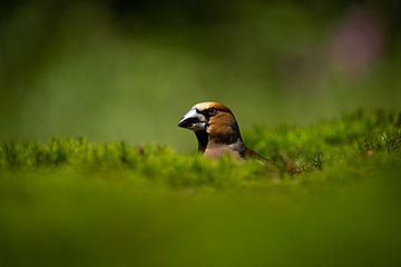 Appelvink Verscholen in Groen Mos van New Visuals