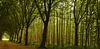 Sfeervol bos in de avond zon van Marjolein van Middelkoop thumbnail