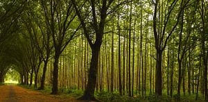 Wald in der Abendsonne von Marjolein van Middelkoop