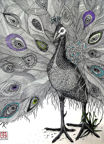 Pfau, Federzeichnung