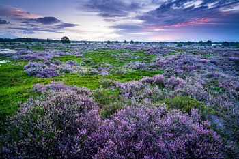 Blühendes Heidekraut Aekinger Sand