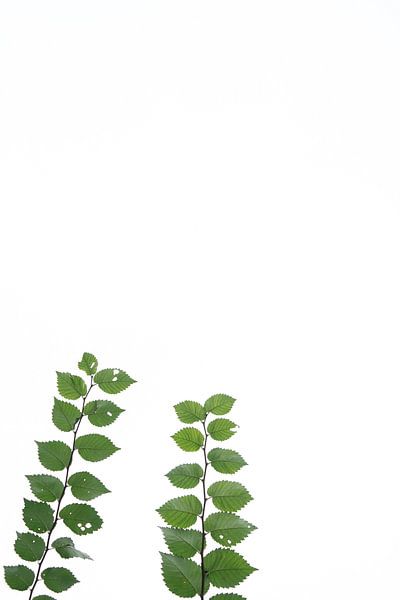 Serene Green: Natural Symmetry by Alex Pansier