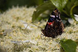 Vlinder Atalanta op klimhortensia in de achtertuin van Bram Lubbers