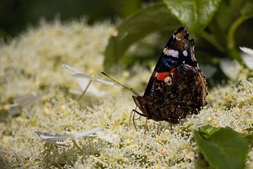 Atalante papillon sur hortensia grimpant sur Bram Lubbers