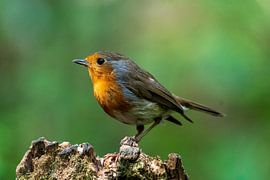 Robin by Merijn Loch