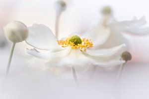 Traumhafte Anemone von Bob Daalder