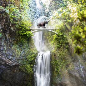 Chute d'eau des éléphants Chutes de Phant sur Martijn Schrijver