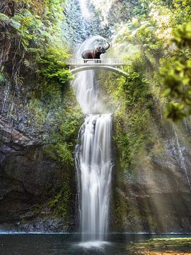 Elephant waterfall Phant Falls by Martijn Schrijver