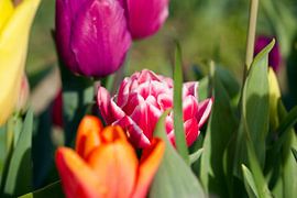 Collection de tulipes colorées