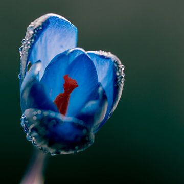 Blauwe kleuren kunst met een krokus van Jolanda de Jong-Jansen