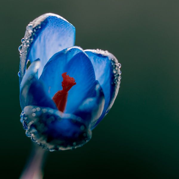 Art de couleur bleue avec un crocus par Jolanda de Jong-Jansen