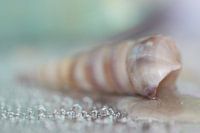 Penhorn pastel