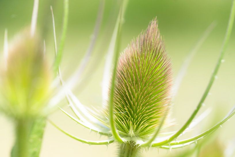 Zeeuwse distel by Floris van Woudenberg