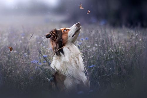 border collie entre les bleuets