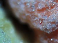 Vruchtenhagel onder de microscoop