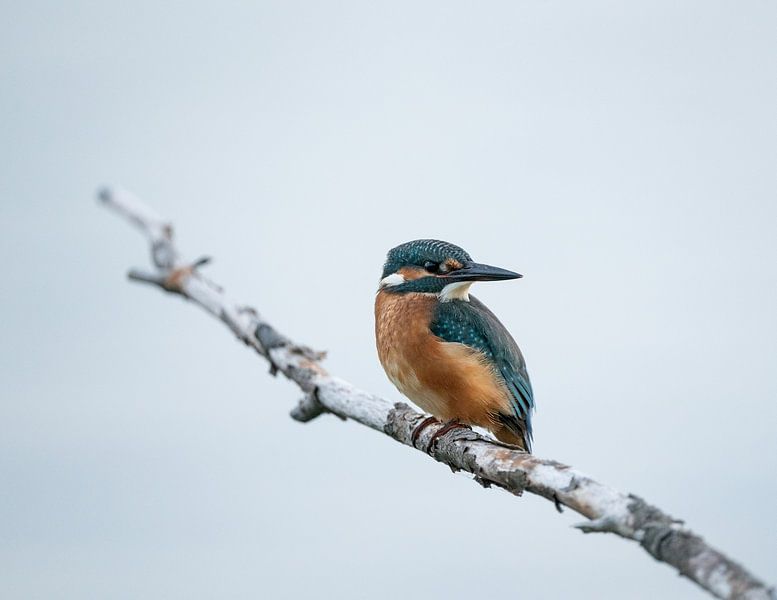 Kingfisher High Key by Liebregts Fotografie