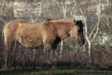 Konik horse by John Kerkhofs