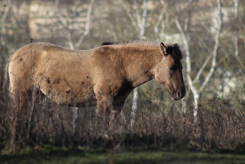 Konik Pferd von John Kerkhofs