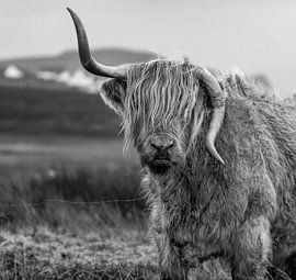 Scottish Highlanders Exklusiv