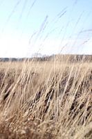 Heather field with grain