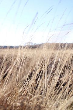 Heidekrautfeld mit Getreide von Janneke Koehorst