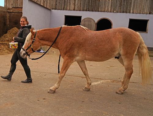 Fotoshoot met lichtbruine Haflinger met beige manen