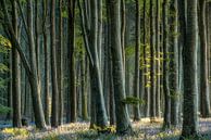 Les dernières Bluebells par Lars van de Goor Aperçu